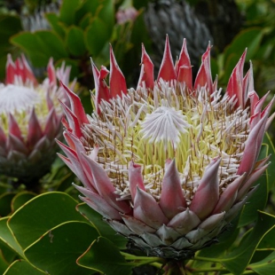 Protea cynaroides